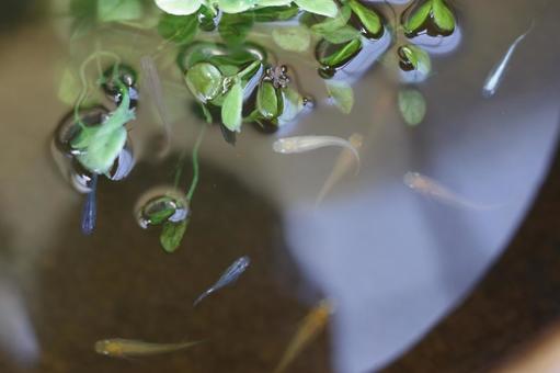 浮草とメダカ めだか,浮草,水の写真素材