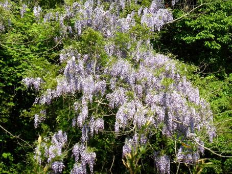 郊外の山の中腹に群生する藤の花 藤,花,木の写真素材