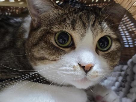 カゴの中の猫 カゴの中の猫の写真
