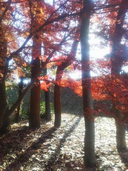 紅葉の木 紅葉の木の写真