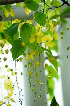 爽やかな黄色の花、癒しのひととき 爽やかな黄色の花、癒しのひとときの写真