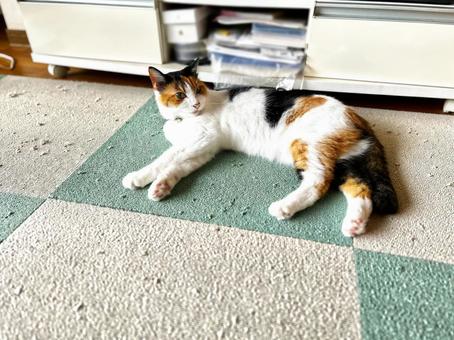 The culprit who scratched the carpet!, JPG The culprit who scratched the carpet!, JPG