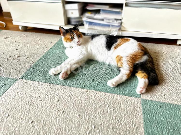 カーペットを爪研ぎした犯人！ 三毛猫,calico,catの写真素材
