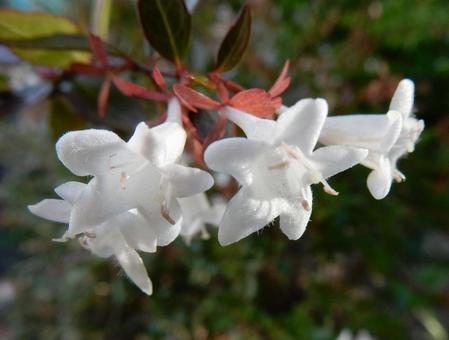 【花の写真】ハナゾノツクバネウツギ ハナゾノツクバネウツギ,アベリア,花園衝羽根空木の写真素材