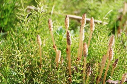 つくし つくし,春,植物の写真素材