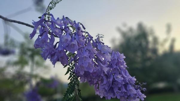 A flower whose name I don't know, flower, the scenery, landscape, JPG