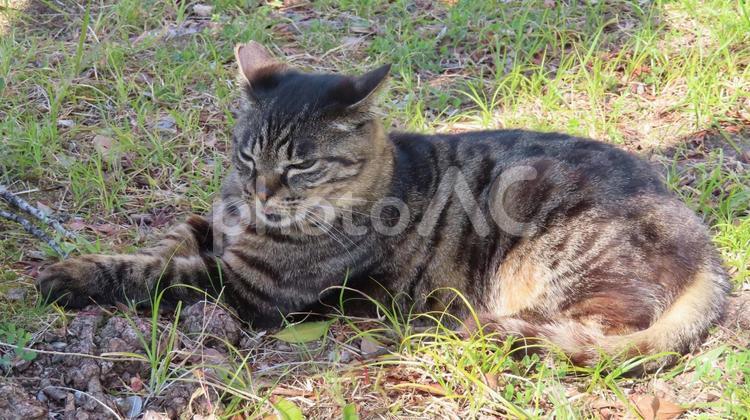 涼みたいのか日光浴したいのか微妙な猫様 猫,キジトラ,涼むの写真素材
