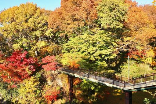 紅葉　長野県　懐古園 紅葉,長野県,懐古園の写真素材