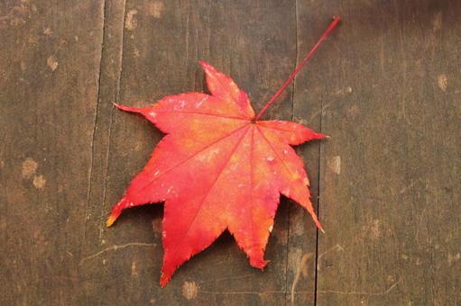 赤いもみじの葉-3 秋,落ち葉,屋外の写真素材