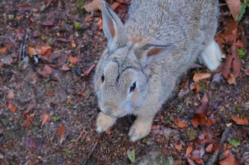 眉毛が両津なうさぎ 眉毛が両津なうさぎ ウサギ,眉毛,まゆげの写真素材