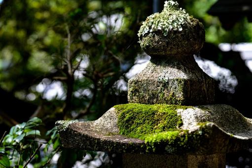 柳谷観音の灯篭 灯篭,苔,夏の写真素材