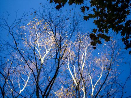 もみじのシルエットと冬の空 森,青空,紅葉の写真素材