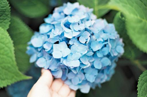 Hydrangea and hands admiring it, JPG