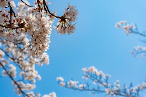 桜と青空の写真