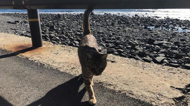 野良猫 野良猫の写真