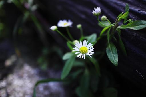 A small flower blooming in a vacant lot, JPG