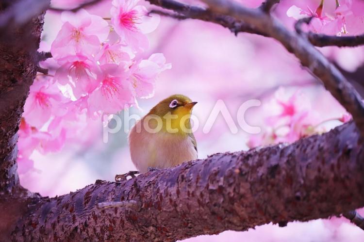 桜の枝にとまっている可愛いメジロ メジロ,桜,春の写真素材