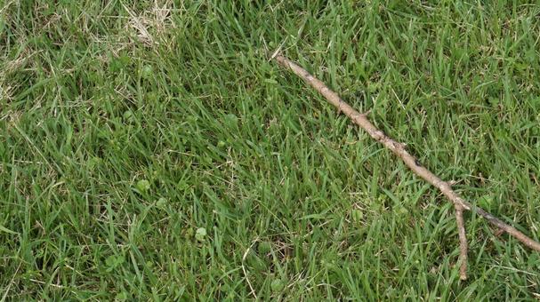 芝生と落ちた枝の写真