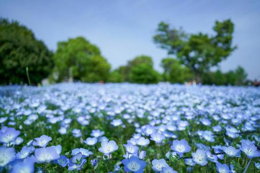 Blue Nemophila, JPG