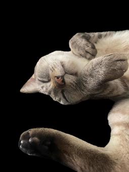 かまって欲しい猫 かまって欲しい猫 いとおしい,うちの子,かわいいの写真素材