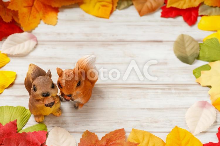 どんぐりを嚙るリスと紅葉した落ち葉 リス,どんぐり,二匹の写真素材