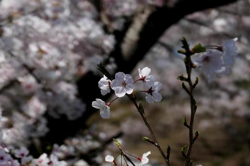 満開の桜のアップ写真の写真