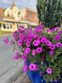 花 花の写真