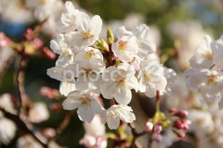 晴天のもと満開に咲く桜 桜,さくら,サクラの写真素材