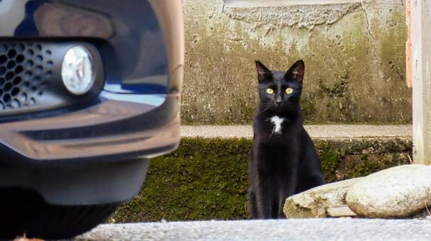 ノラネコの写真