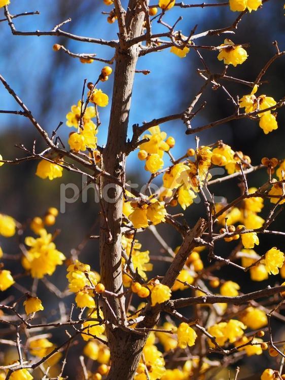 冬・早春の花・航空公園のロウバイ・所沢市 冬,早春,蝋梅の写真素材