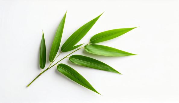 笹   葉っぱ 笹   葉っぱの写真