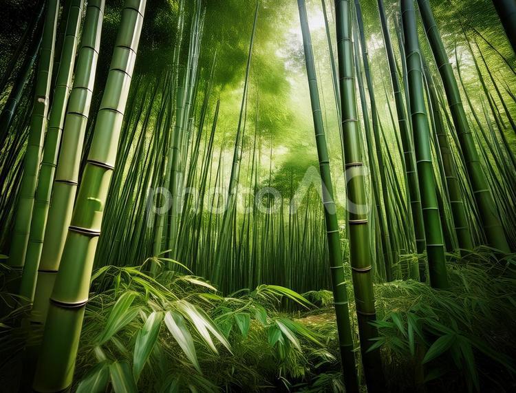 竹林 竹林,竹,日本の写真素材