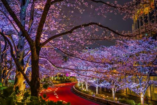 六本木の夜桜とカーブ道 六本木の夜桜とカーブ道 桜,夜桜,ライトアップの写真素材