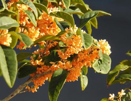 金木犀（キンモクセイ）甘い香り漂う秋の花 キンモクセイ,花,金木犀の写真素材