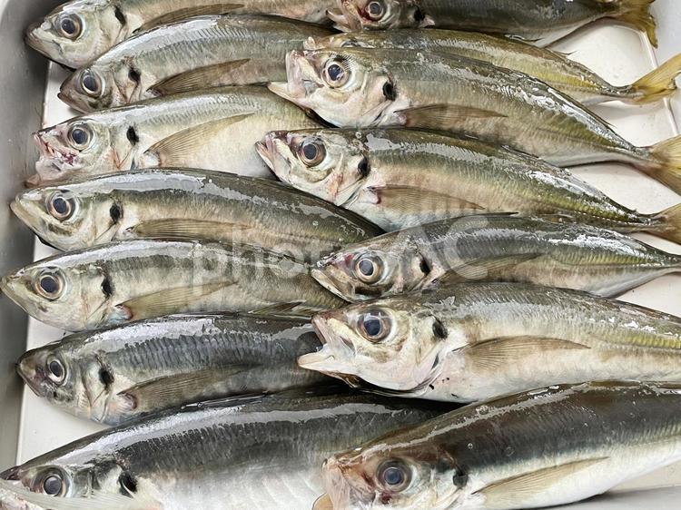朝どれ　新鮮　沢山のアジ アジ,魚,魚釣りの写真素材
