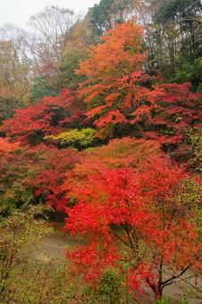 養老渓谷 養老渓谷,筒森もみじ谷,紅葉の写真素材