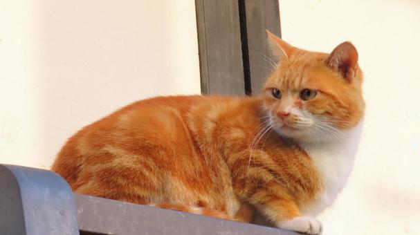 ノラネコ 猫,キャット,地域猫の写真素材