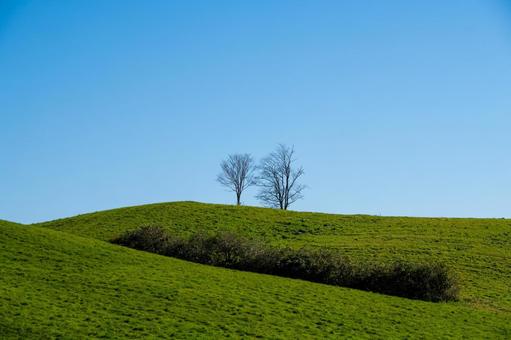 なだらかな牧草地の丘に立つ二本の木 二本の木,樹木,青空の写真素材