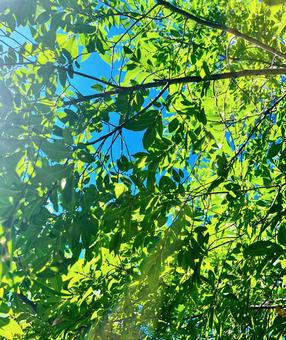 木漏れ日 木漏れ日 木,葉,太陽の写真素材