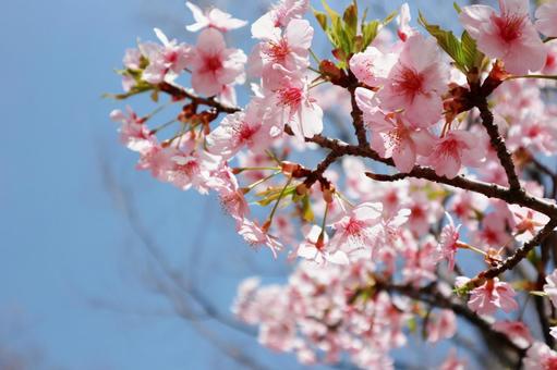 河津桜と青空 河津桜と青空の写真