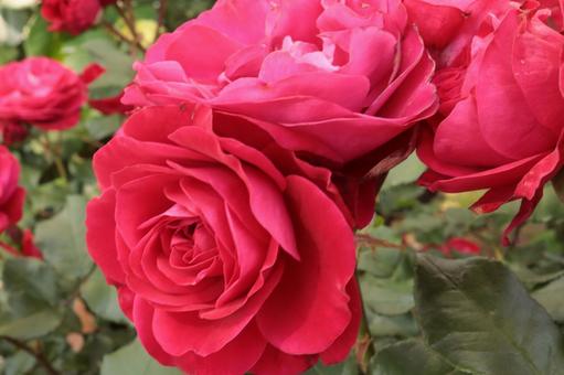 バラ園に咲く赤い薔薇を撮った写真 バラ園に咲く赤い薔薇を撮った写真の写真