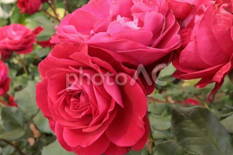 バラ園に咲く赤い薔薇を撮った写真 花,薔薇,自然の写真素材