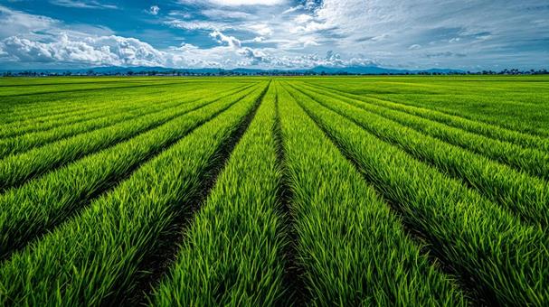 夏の田園風景:生命力あふれる広大な稲穂 夏の田園風景:生命力あふれる広大な稲穂の写真