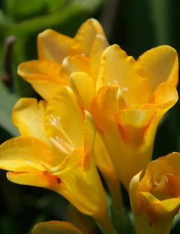 Photo, freesia, natural scenery, vivid, 