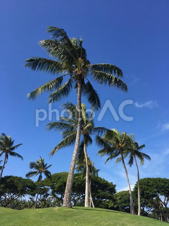 ハワイのヤシの木 ヤシの木,風景,自然の写真素材