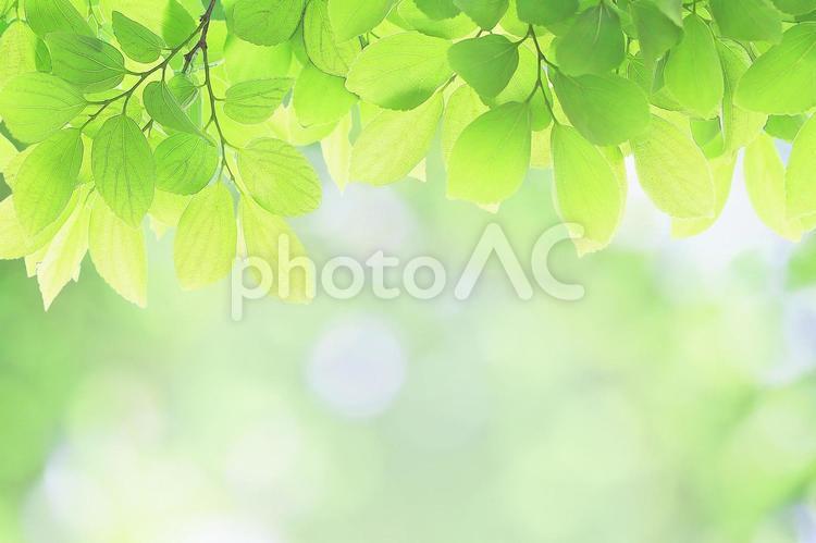 キラキラの光とエノキの新緑の若葉 新緑,若葉,エノキの写真素材