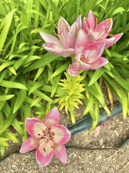 ユリ ユリ ユリ,花,ピンクの写真素材