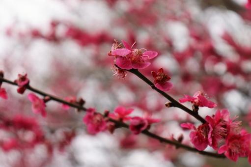 Photo, plum, flower, plant, 