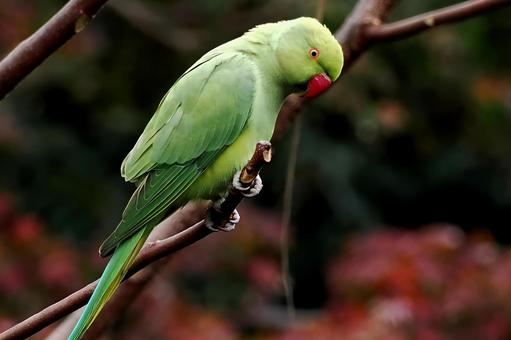 ワカケホンセイインコ ワカケホンセイインコの写真
