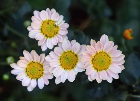 マム 菊,花,flowerの写真素材